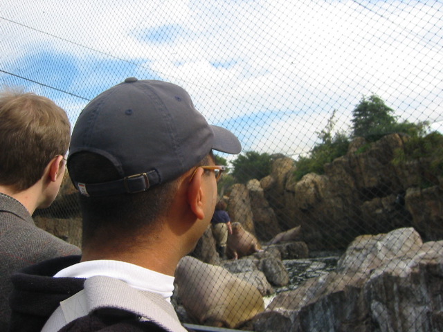 Observing the Walrus at feeding time.