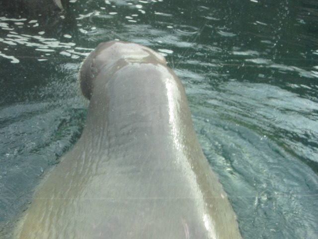 Pacific Walrus.