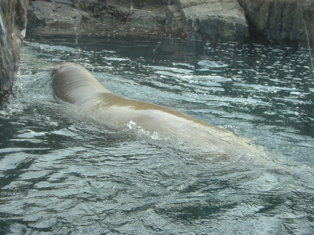 Pacific Walrus.