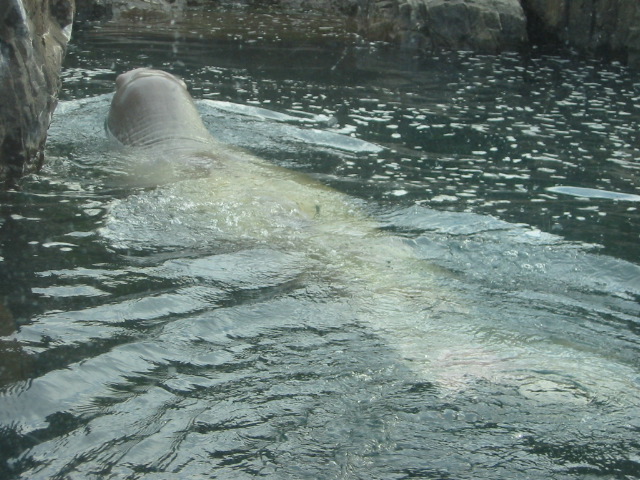 Pacific Walrus.