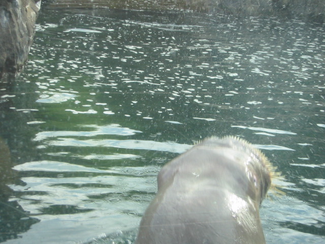 Pacific Walrus.