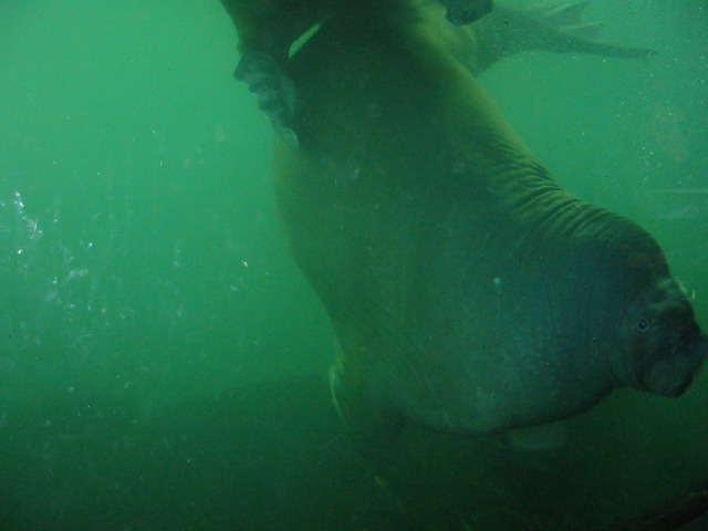 Pacific Walrus cavorting.