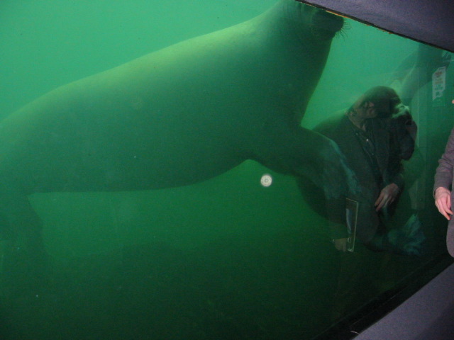 Pacific Walrus cavorting.