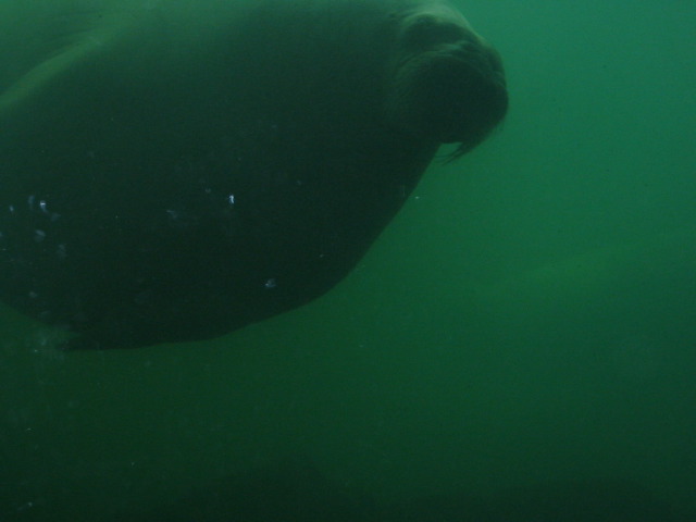 Pacific Walrus.