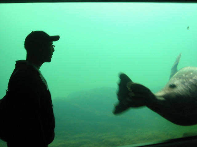 Salim in silhouette and walrus tail.