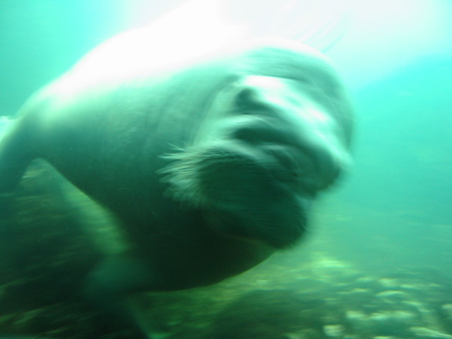 Pacific Walrus.