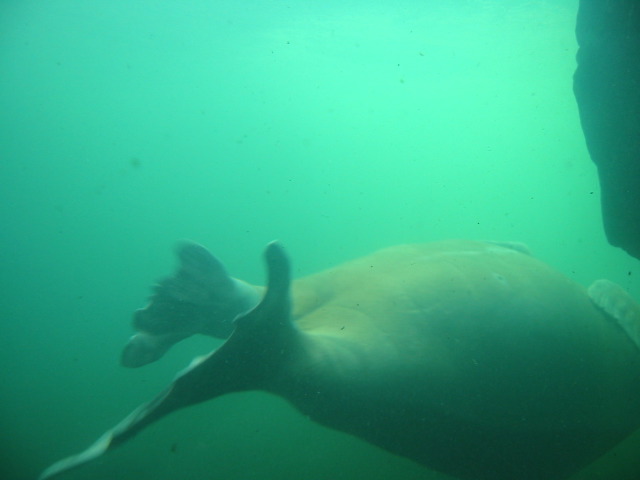 Pacific Walrus.