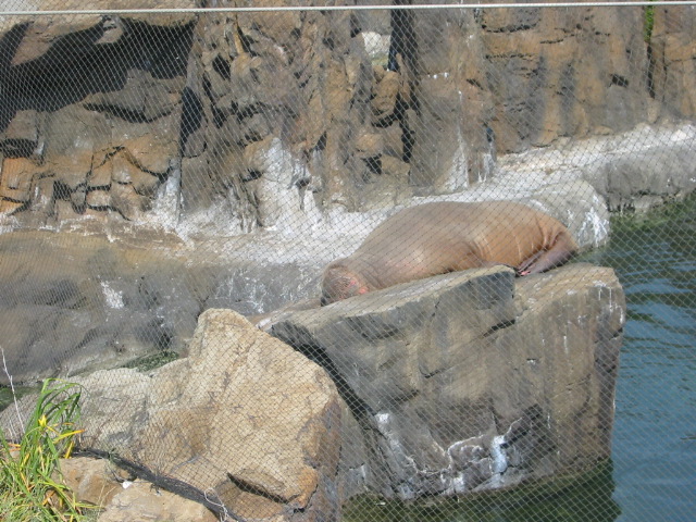 Pacific Walrus.