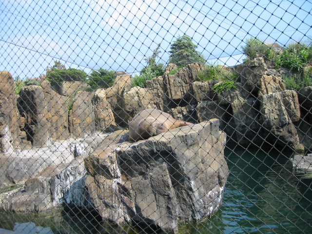 Pacific Walrus, basking.