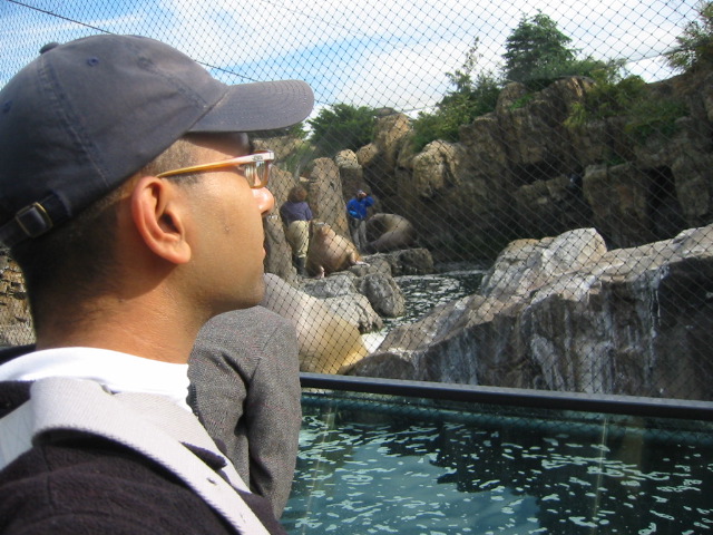 Observing the Walrus at feeding time.