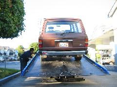 Gerardo loads Winnie onto a flatbed.